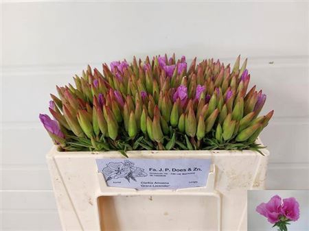 <h4>CLARKIA AM GR LAVEND</h4>