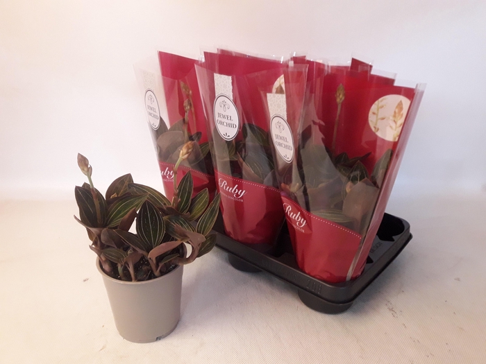 <h4>LUD DISCOLOR</h4>