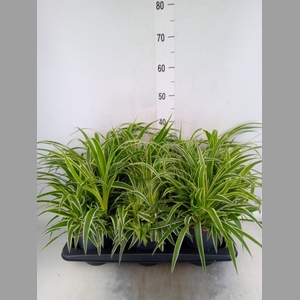 Chlorophytum com. 'Ocean'