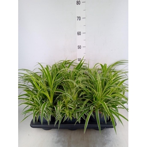 Chlorophytum com. 'Ocean'