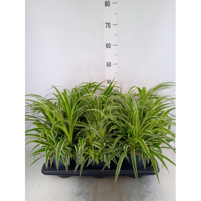 <h4>Chlorophytum com. 'Ocean'</h4>