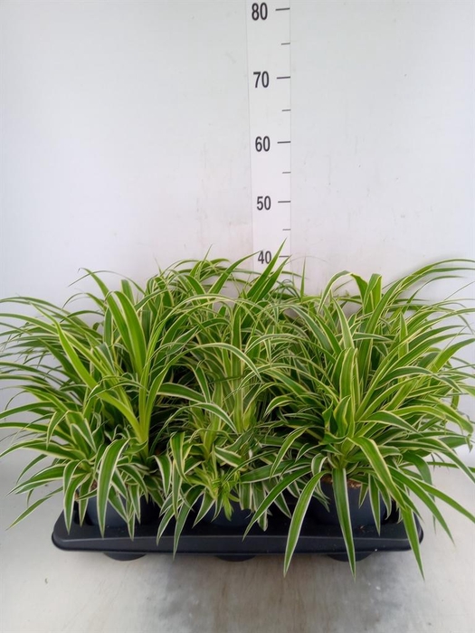 <h4>Chlorophytum com. 'Ocean'</h4>