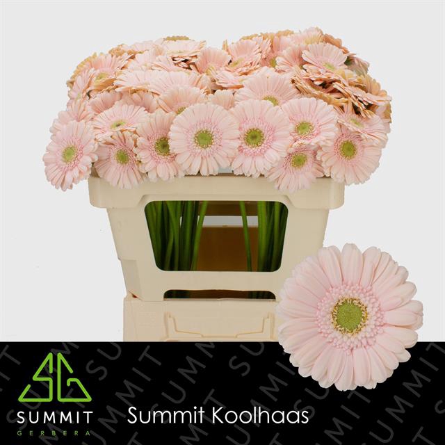 <h4>Ge Mi Alix-noor</h4>