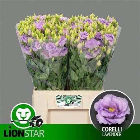<h4>Eus G Corelli Lavender</h4>