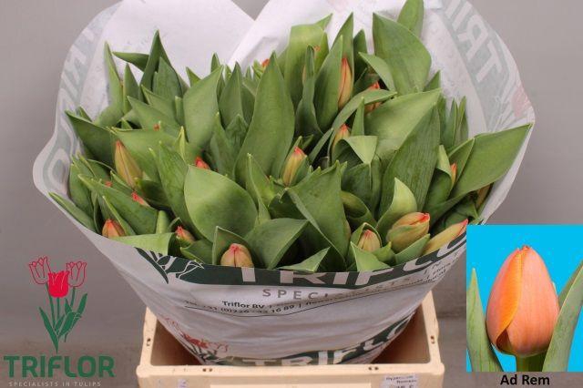 <h4>Tu En Ad Rem</h4>