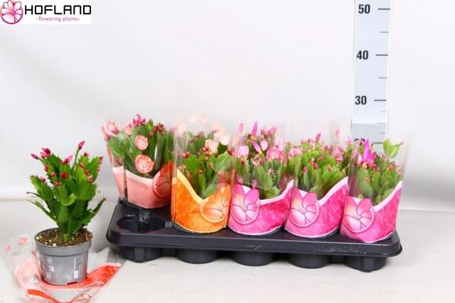 <h4>SCHLUMB GEM 3 KL</h4>