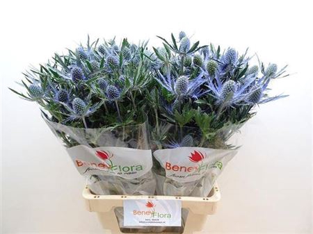 <h4>ERYN MAG BLUE LAGOON</h4>