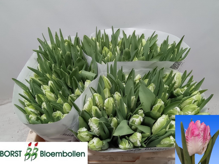 <h4>TU PA CABANNA</h4>