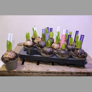 Hyacin Pear Gem 4 Kl