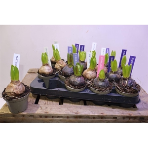 Hyacin Pear Gem 4 Kl