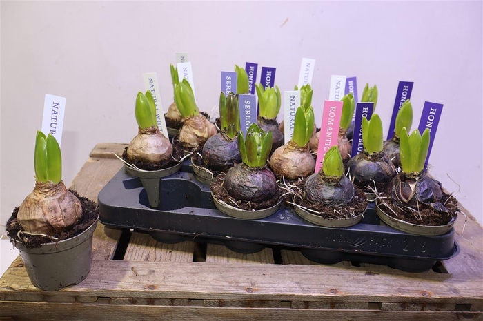 Hyacin Pear Gem 4 Kl