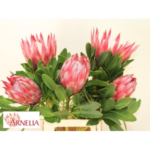 PROTEA CY MADIBA