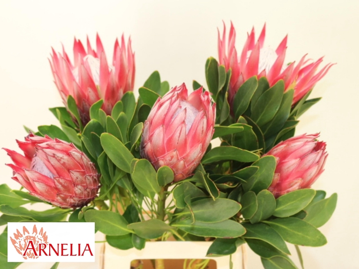 <h4>PROTEA CY MADIBA</h4>
