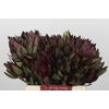 Leucadendron Saf Sunset Dark R.