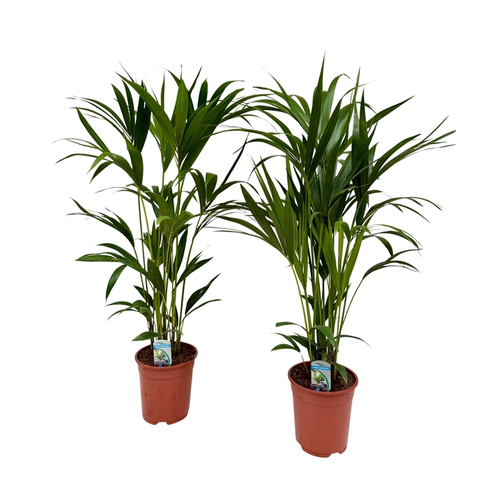 <h4>Howea forsteriana P18</h4>