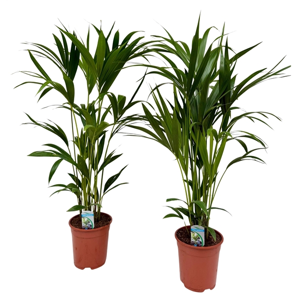 Howea forsteriana P18