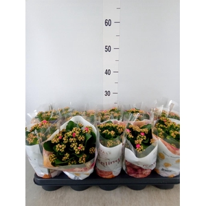 Kalanchoe blos. 'RosDon Nando'