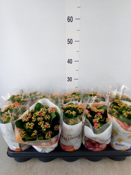 <h4>Kalanchoe blos. 'RosDon Nando'</h4>