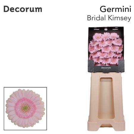 <h4>GE MI BRIDAL KIMSEY DIAMOND</h4>