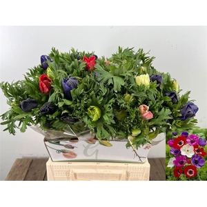 Anem Co Marianne Gem