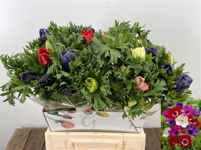 <h4>Anem Co Marianne Gem</h4>