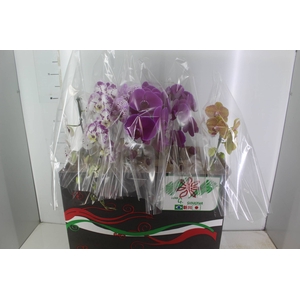 PHALAENOPSIS CASCATA P15 MIN 8 FLS