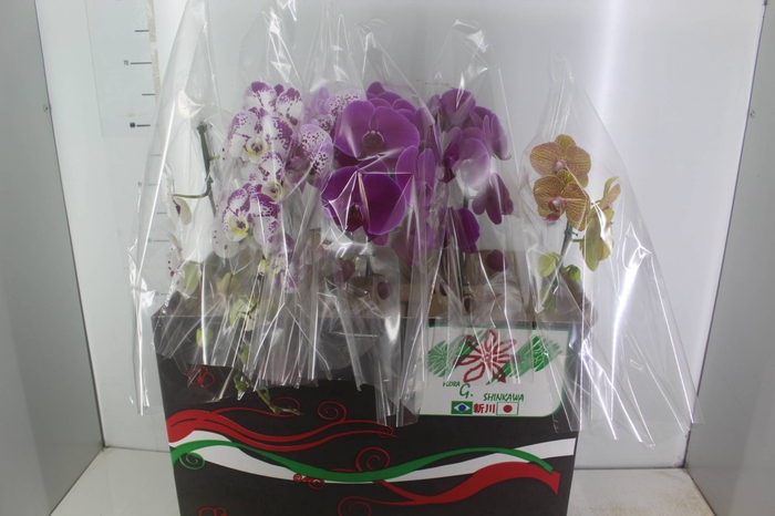 <h4>PHALAENOPSIS CASCATA P15 MIN 8 FLS</h4>