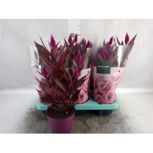 Celosia arg. SP 'Mystic Shades'