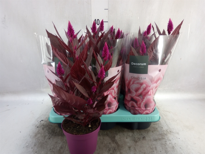 <h4>Celosia arg. SP 'Mystic Shades'</h4>