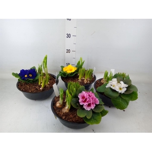 Arr.   Bol/Knolgewas L%