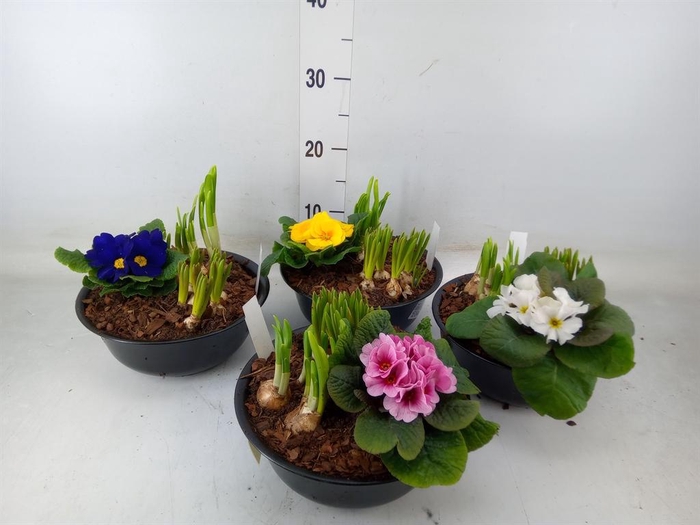 <h4>Arr. Bol/Knolgewas L%</h4>