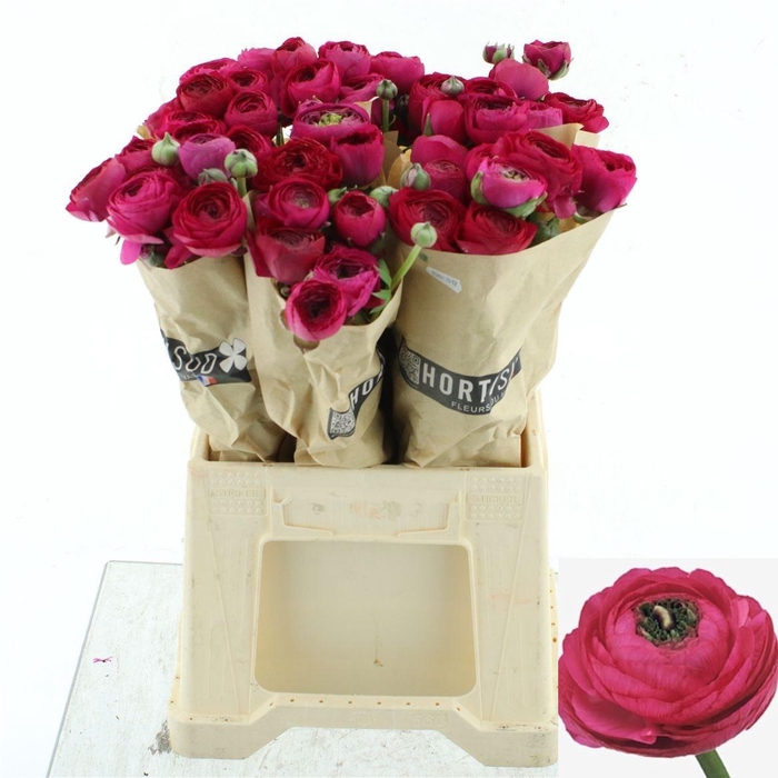 <h4>RAN SUCCESS COLORADO</h4>