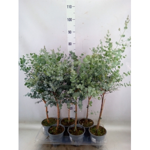 Eucalyptus gunnii