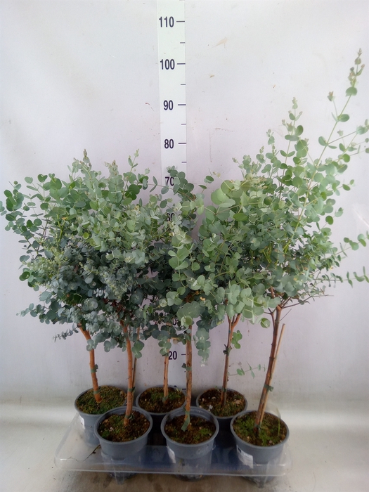 <h4>Eucalyptus gunnii</h4>