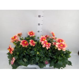 Dahlia  'Summerbees Salmon bico'