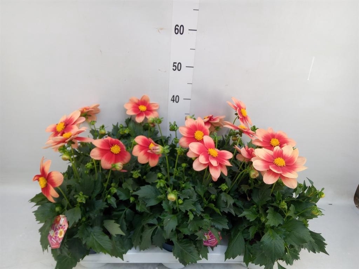 <h4>Dahlia  'Summerbees Salmon bico'</h4>