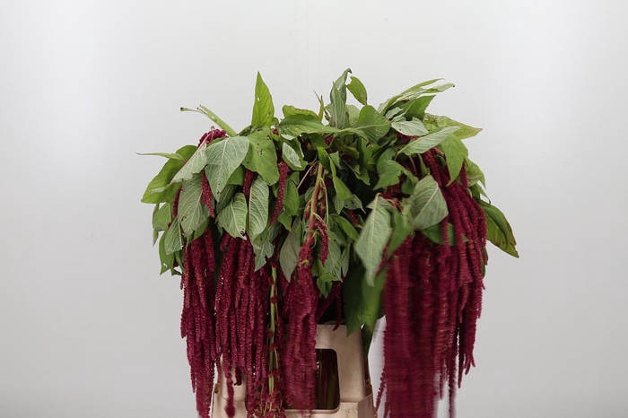 <h4>Amaranthus Hang Rood</h4>