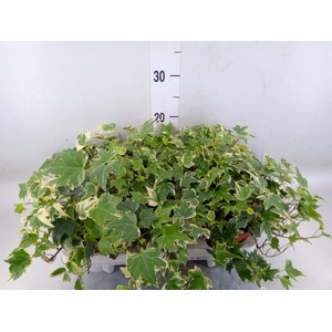 Hedera   ...variegated