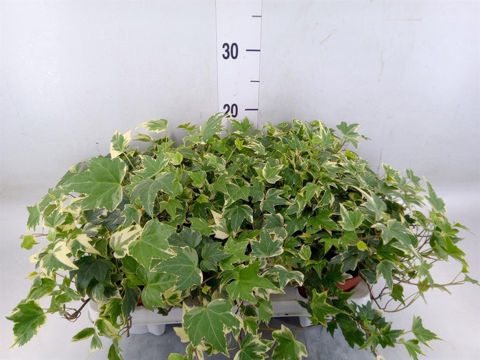 <h4>Hedera ...variegated</h4>