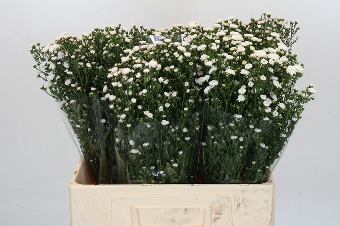 <h4>Aster Pompon</h4>