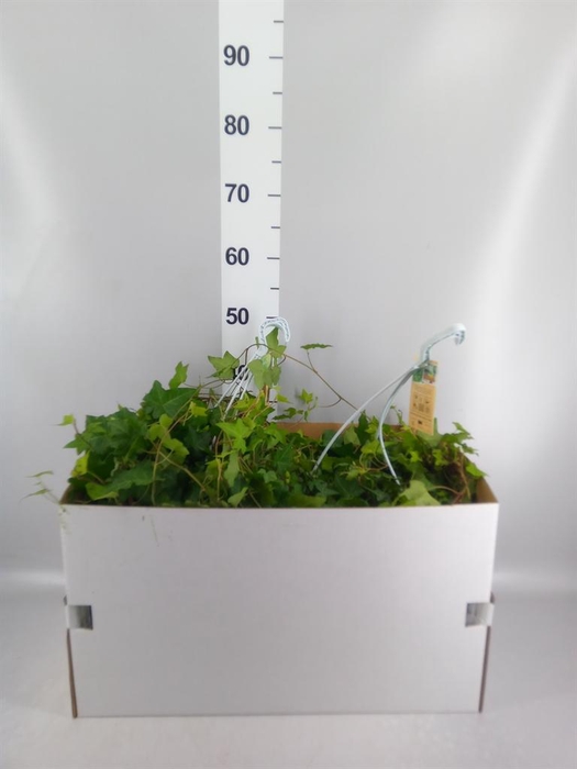 <h4>Hedera helix 'Pittsburgh'</h4>