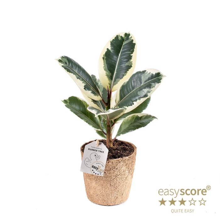 <h4>FICUS ELASTICA  P11 TINEKE COCOZ</h4>