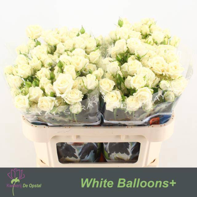 <h4>Rosa spray white balloons</h4>