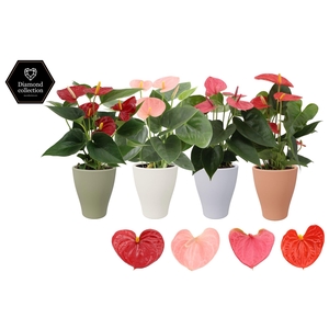 Anthurium 9 cm 4 color mix in Carly autumn ceramics