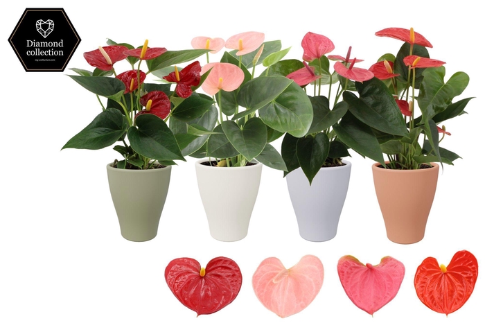 <h4>Anthurium 9 cm 4 color mix in Carly autumn ceramics</h4>