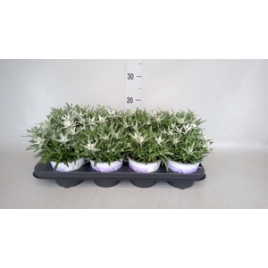 Leontopodium alpinum 'Watzmann'
