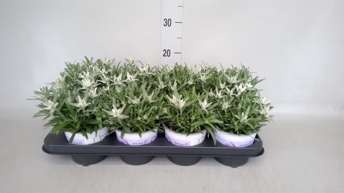 <h4>Leontopodium alpinum 'Watzmann'</h4>
