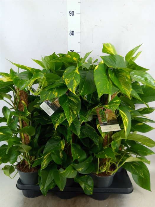 <h4>Epipremnum pinn.   ...moss stick</h4>