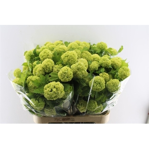 Viburnum Roseum 80cm 4 Bal