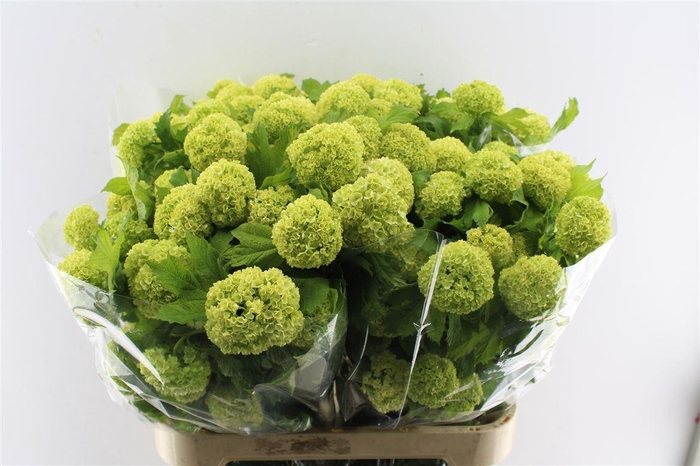 <h4>Viburnum Roseum 80cm 4 Bal</h4>